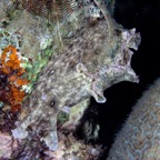 PhilippinenAnda - 139.jpg