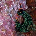 PhilippinenAnda - 142.jpg