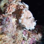 PhilippinenAnda - 149.jpg