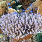 PhilippinenAnda - 150.jpg
