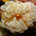 Bohol06.jpg