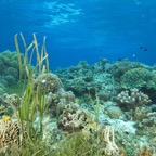 Bohol09.jpg