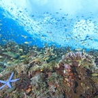 Bohol10.jpg