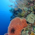 Bohol44.jpg