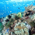 Bohol47.jpg