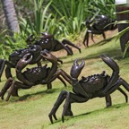 Bohol57.jpg
