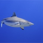 Französisch Polynesien 2008007.jpg