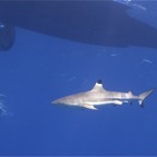 Französisch Polynesien 2008008.jpg