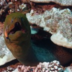 Französisch Polynesien 2008009.jpg