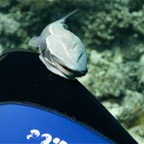 Französisch Polynesien 2008012.jpg