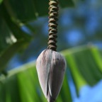 Französisch Polynesien 2008013.jpg