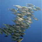 Französisch Polynesien 2008021.jpg