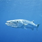 Französisch Polynesien 2008023.jpg