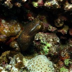 Französisch Polynesien 2008024.jpg