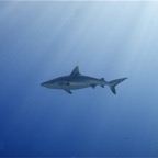 Französisch Polynesien 2008029.jpg