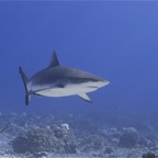 Französisch Polynesien 2008030.jpg