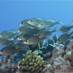 Französisch Polynesien 2008031.jpg