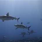 Französisch Polynesien 2008032.jpg