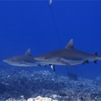 Französisch Polynesien 2008033.jpg