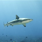 Französisch Polynesien 2008034.jpg