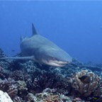 Französisch Polynesien 2008035.jpg