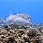 Französisch Polynesien 2008036.jpg