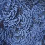 Französisch Polynesien 2008037.jpg