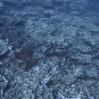 Französisch Polynesien 2008038.jpg