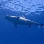 Französisch Polynesien 2008039.jpg