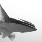 Französisch Polynesien 2008042.jpg