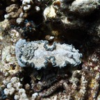 Französisch Polynesien 2008043.jpg