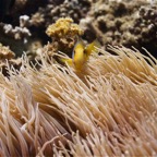 Französisch Polynesien 2008044.jpg