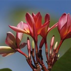 Französisch Polynesien 2008047.jpg