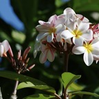 Französisch Polynesien 2008048.jpg