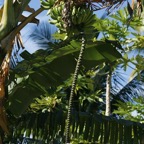 Französisch Polynesien 2008049.jpg