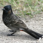 Französisch Polynesien 2008050.jpg