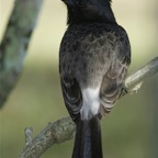 Französisch Polynesien 2008051.jpg