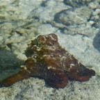 Französisch Polynesien 2008056.jpg