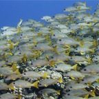 Französisch Polynesien 2008057.jpg