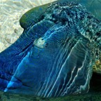 Französisch Polynesien 2008058.jpg