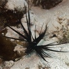 Französisch Polynesien 2008061.jpg