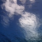 Französisch Polynesien 2008063.jpg