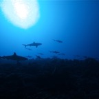 Französisch Polynesien 2008064.jpg