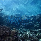 Französisch Polynesien 2008067.jpg