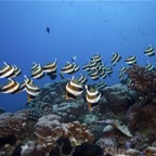 Französisch Polynesien 2008076.jpg