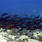 Französisch Polynesien 2008077.jpg