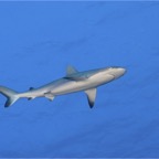 Französisch Polynesien 2008078.jpg