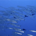 Französisch Polynesien 2008079.jpg