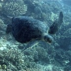 Französisch Polynesien 2008080.jpg