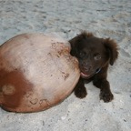 Französisch Polynesien 2008081.jpg